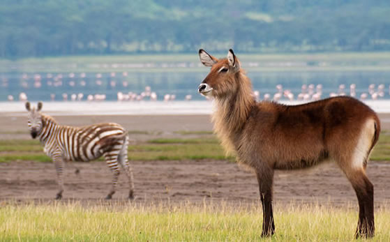 9 Days 8 Nights Kenya Safari Holiday Package from Nairobi to Samburu